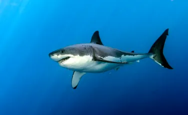 Rechinilor albi le crește un nou tip de dinți pe măsură ce îmbătrânesc