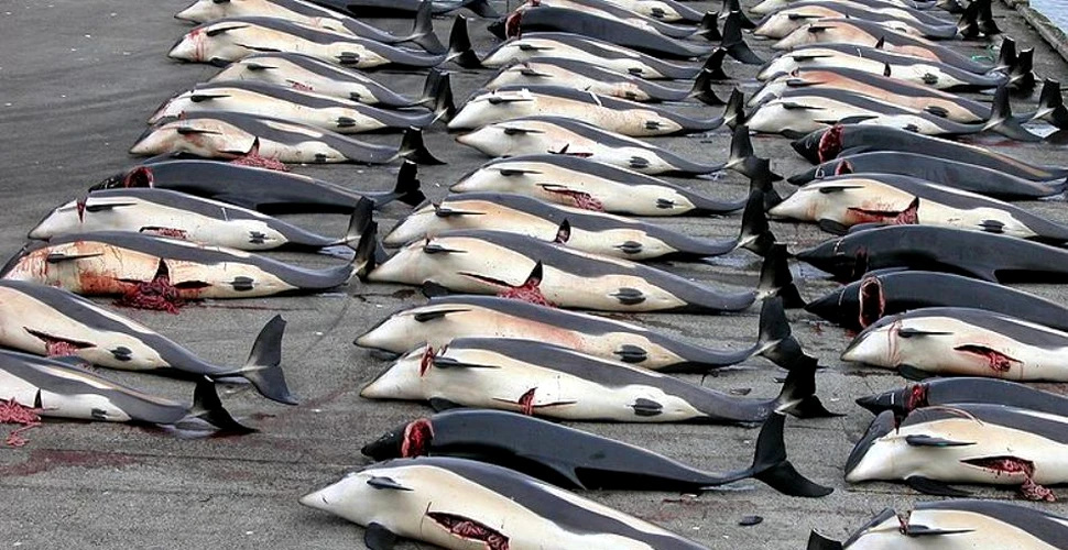 Testele acustice pentru descoperirea zăcămintelor de petrol au ucis 615 delfini?