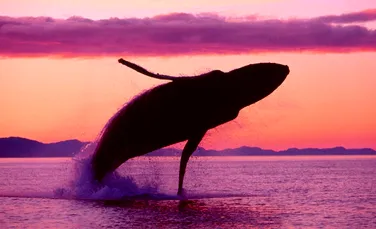 Cum poţi salva balenele vizionând filme porno – FOTO