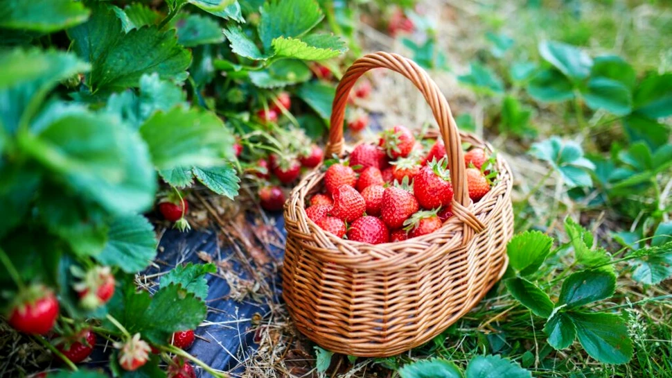 Munca în grădină, mai ales la oraș, are mari beneficii pentru sănătate, arată un studiu