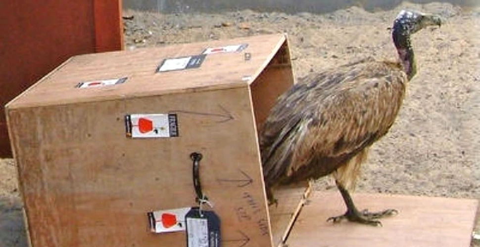 Vesti bune pentru vulturii din India