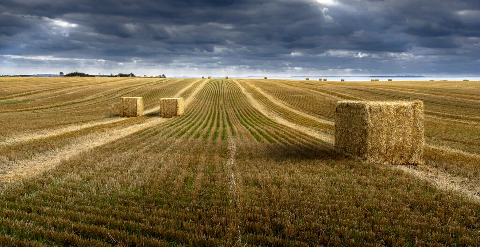 Ce loc ocupă România la producţia de grâu în UE în 2022?
