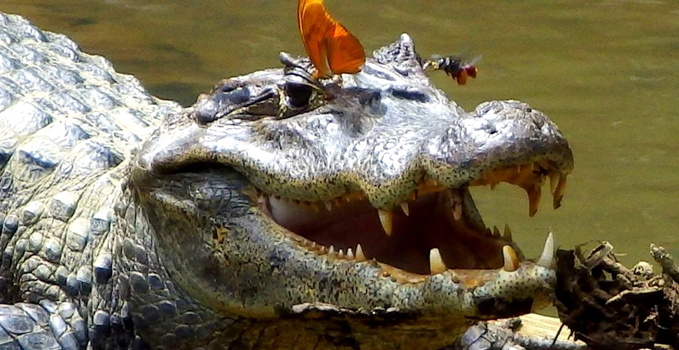 Descoperire derutantă: unele animale se hrănesc cu „lacrimi de crocodil”! (VIDEO)