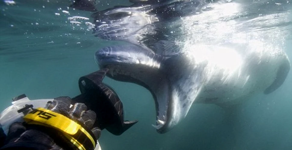 Uimitoarea poveste a giganticei foci-leopard (VIDEO)