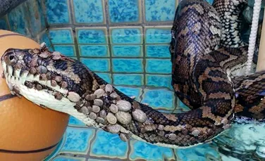 Un şarpe, găsit în stare foarte gravă, a fost infestat cu peste 500 de căpuşe