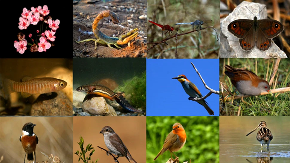 Pact global pentru protejarea biodiversitatii