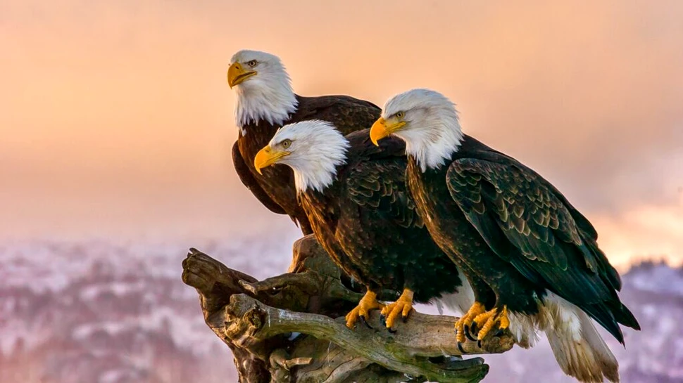 Cum au ajuns schimbările climatice să aducă beneficii pentru fermieri și pentru vulturi?