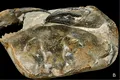 Cel mai mare clește de crab fosilizat descoperit vreodată are 8 milioane de ani