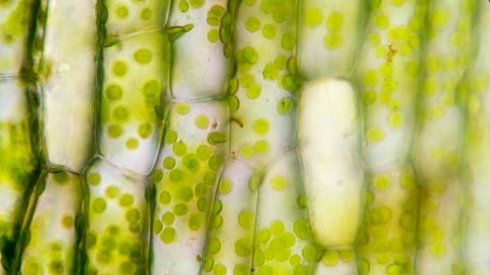 Test de cultură generală. Care parte din plantă desfășoară fotosinteza?