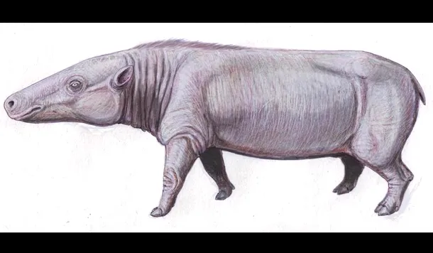 O specie de anthracother (Anthracotherium magnum), din acelaşi grup care a dat naştere hipopotamilor şi balenelor.