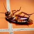 Gândacii de bucătărie au o memorie colectivă, indică un studiu