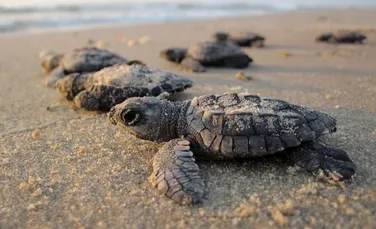 Ţestoasele s-au reîntors după 20 de ani pe o plajă din Mumbai, de unde au fost strânse 5.000 de tone de gunoi