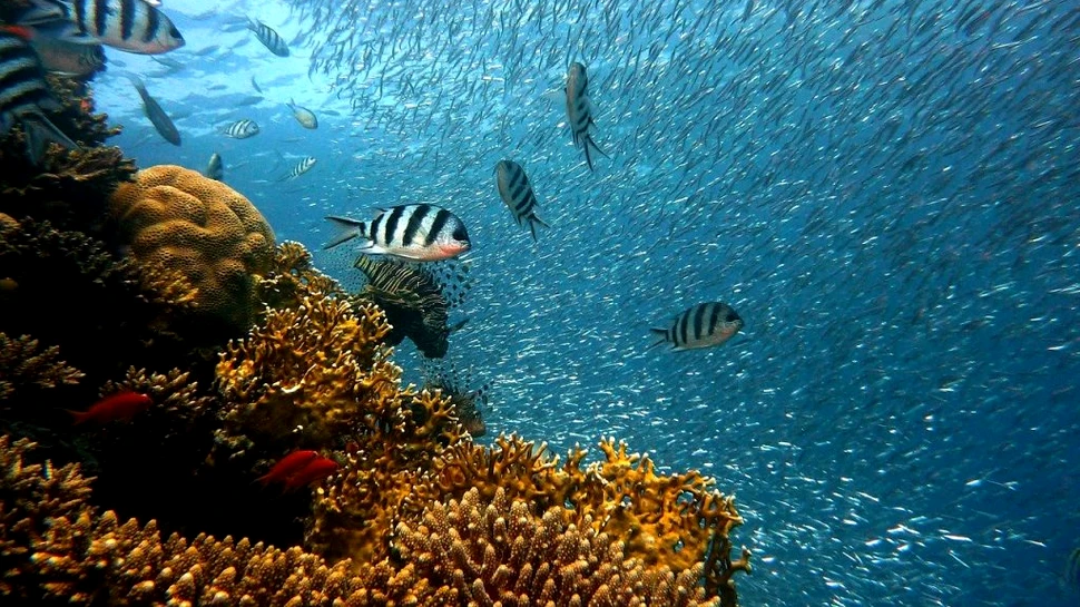 Încălzirea afectează chiar și zonele cele mai adânci ale oceanelor