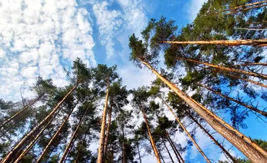 Principala cauza pentru fluctuațiile anuale ale dioxidului de carbon