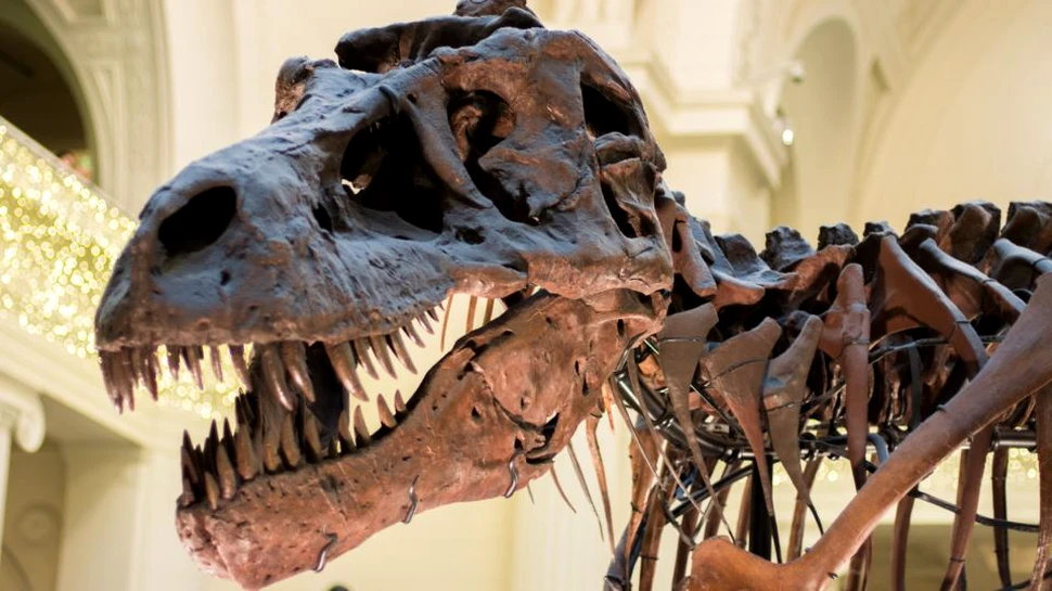 Tensiuni între Franţa şi Maroc din cauza unui schelet de dinozaur vechi de 66 de milioane de ani