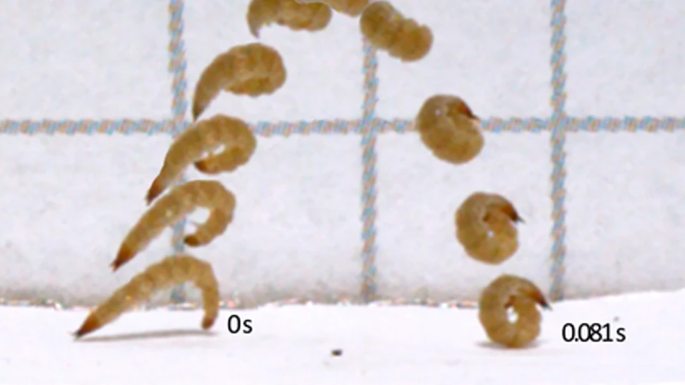 Cum sare larva acestui gândac plat de scoarță? Saltul insectei i-a uimit chiar și pe cercetători