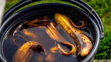 Cojile de banane, aliatul de nădejde în grădină. Cum ajută plantele primăvara?