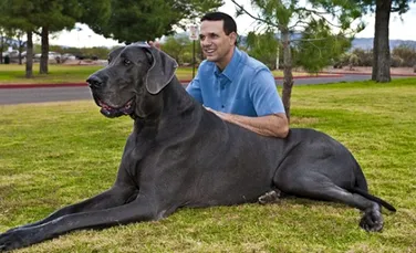 Acesta este cel mai mare caine din lume (FOTO)