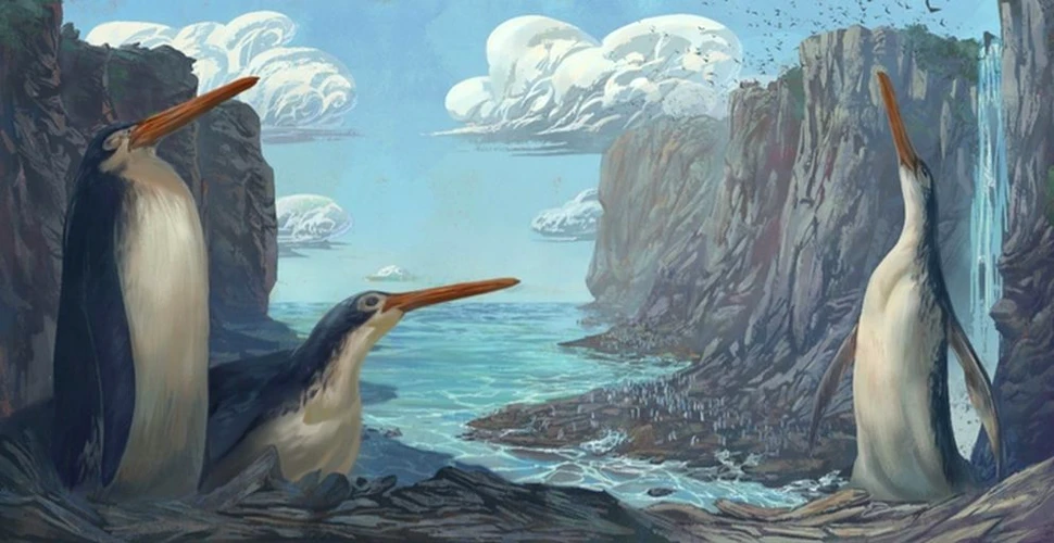 Un pinguin gigant fosilizat, o nouă specie descoperită de copiii din Noua Zeelandă