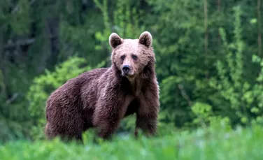 Președintele Poloniei a adoptat un urs din România