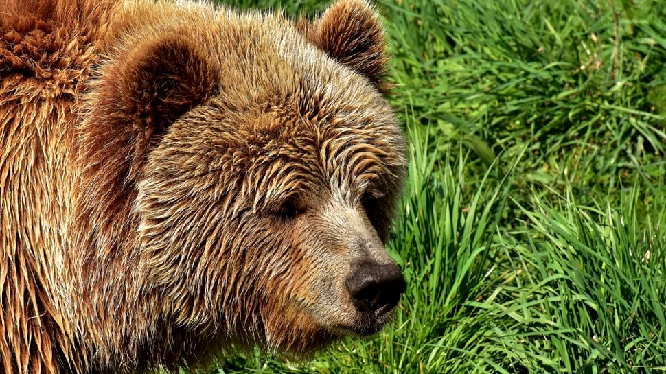 O pierdere uriaşă în lumea animalelor. Un urs brun dintr-o subspecie rară a murit în urma unei încercări eşuate de capturare