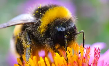 Misterul inteligenței albinelor descifrat de Felicity Muth. Cum reginele bumblebee ne învață despre gândirea animalelor
