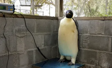 Pentru prima dată, un pinguin imperial a ajuns în Australia