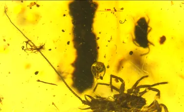 Această creatură asemănătoare unui păianjen se târa pe pământ acum 100 de milioane de ani