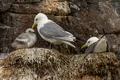 Cuplurile de păsări marine cu personalități similare sunt părinți mai buni