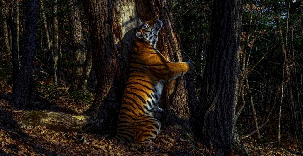 O fotografie care surprinde un tigru îmbrățișând un copac a câștigat unul dintre cele mai prestigioase premii din lume