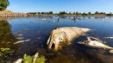 Tone de peşti morţi în râul Oder, la graniţa dintre Germania şi Polonia