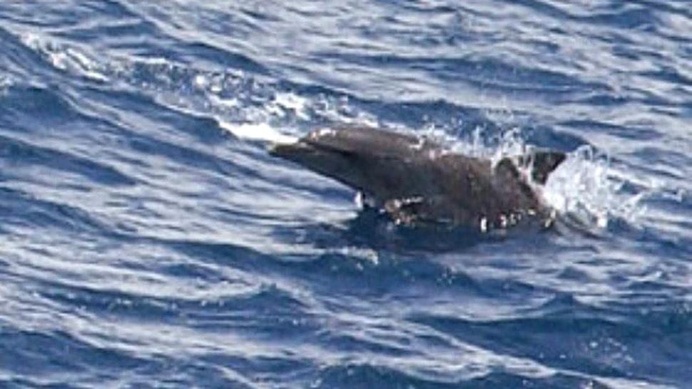 Un delfin mutilat inoata cu ajutorul unei proteze