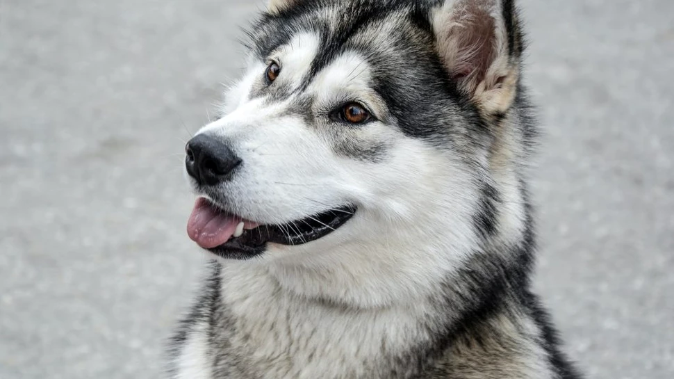 Un bebeluș abandonat într-un tufiș a fost salvat de un câine Husky
