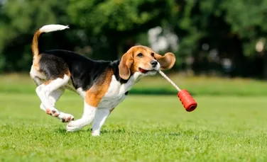 Cercetătorii coreeni au modificat genetic un câine, făcându-l fosforescent!