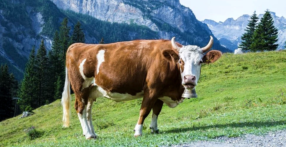 Descoperire ”fără precedent şi alarmantă” în stomacul unei vaci: peste 50 de kilograme de plastic
