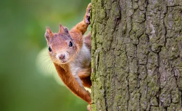 Animalele sălbatice sunt deranjate de oameni, dezvăluie un studiu