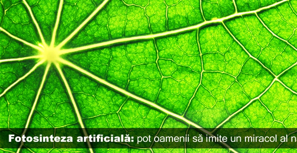 Fotosinteza artificială: pot oamenii să imite un miracol al naturii?