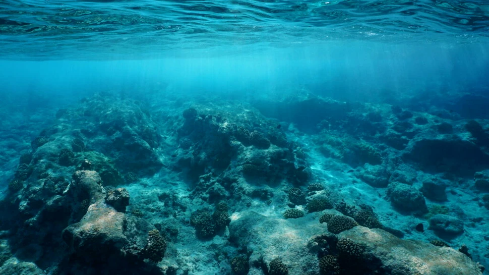 Cum afectează zgomotul viața de pe fundul mării?