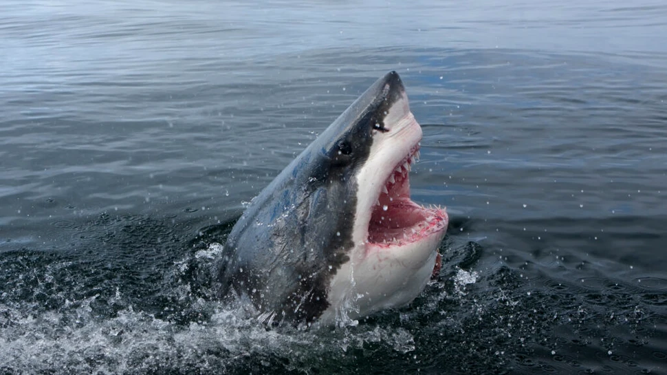 O influenceriţă, amendată după ce s-a filmat în timp ce gătea și mânca un mare rechin alb