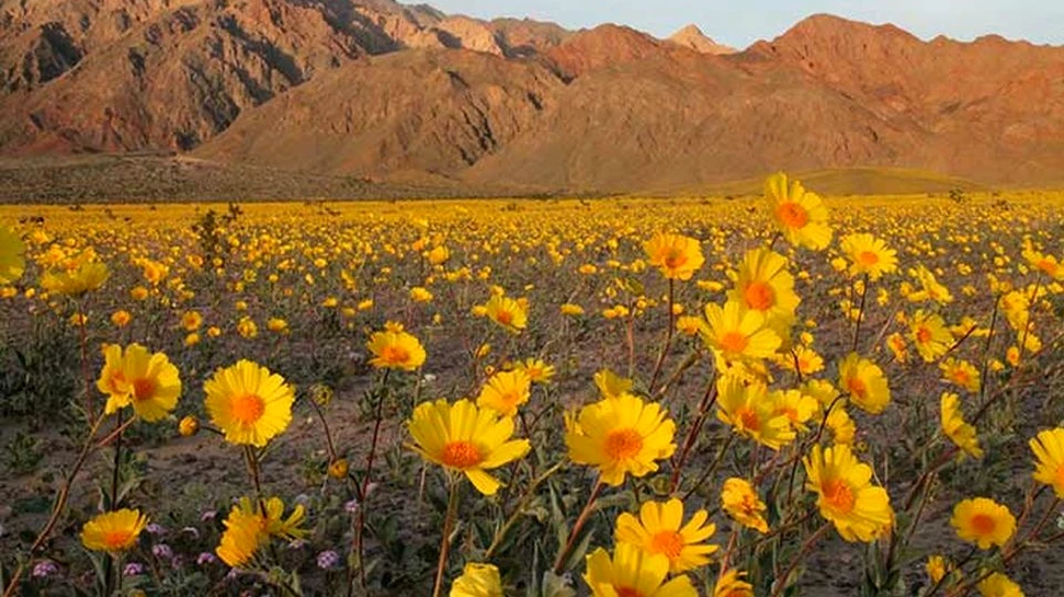 Cel mai arid loc din lume a înflorit