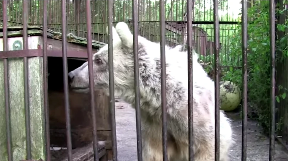 Transformarea incredibilă a ursului chinuit 30 de ani într-o grădină zoologică
