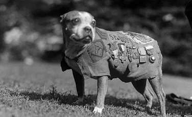 Povestea sergentului Stubby, cel mai decorat câine de război din America