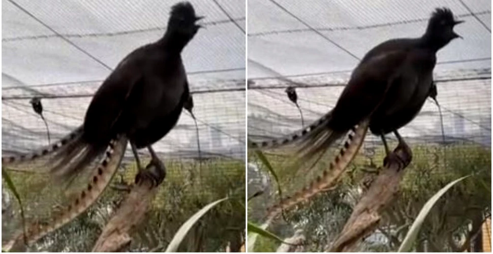O pasăre superbă dintr-o grădină zoo a învățat să imite la perfecție țipetele unui bebeluș