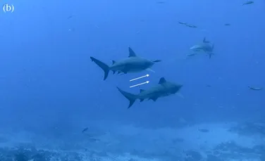 Cercetătorii au descoperit ceva neașteptat despre rechinii-taur