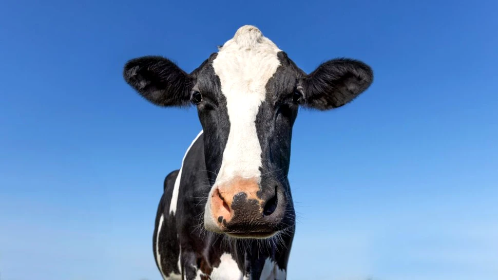 O vacă din Martinica este vedeta unui eveniment internațional