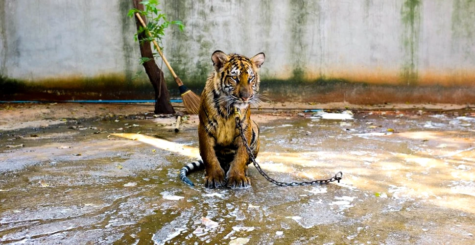 Situaţie bizară şi extrem de sumbră: există mai mulţi tigri ca ”animale de companie” decât există în sălbăticie