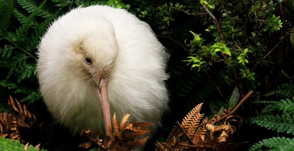 Manukura, singurul exemplar alb de pasăre kiwi născut în captivitate, a murit în urma unei operații