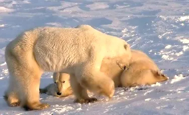 Vânătoarea de urşi polari în Canada ia proporţii îngrijorătoare