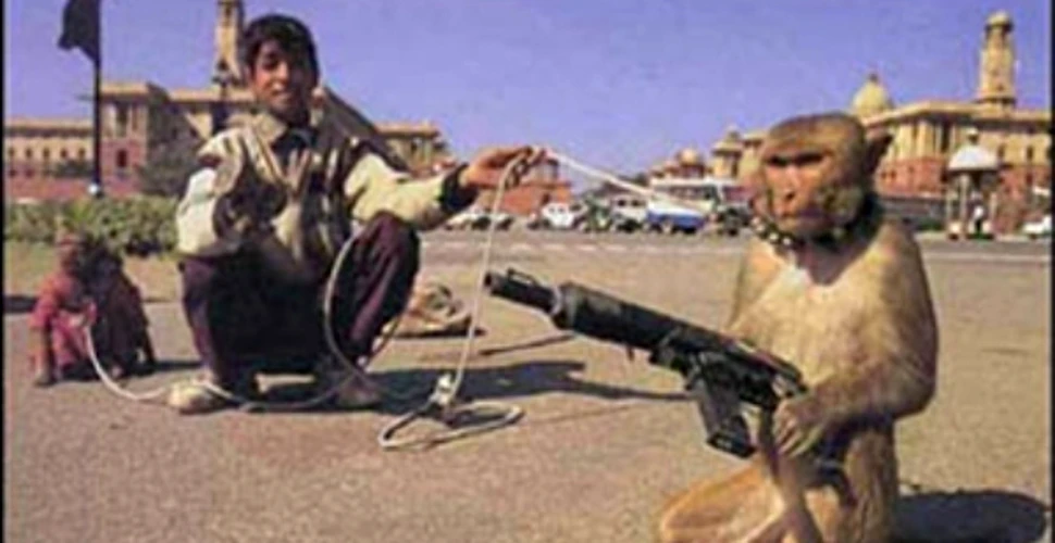 Talibanii antreneaza maimute teroriste