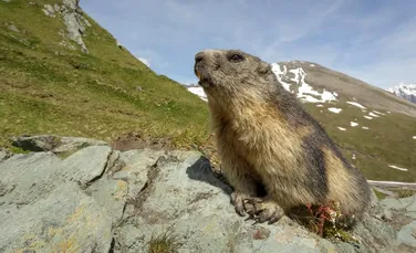 Ce mai fac marmotele din România?